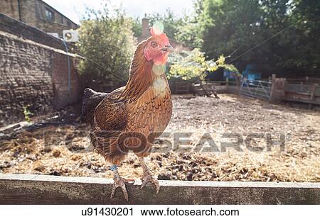 Portrait of chicken View Large Photo Image Stock Image - Portrait of chicken. Fotosearch