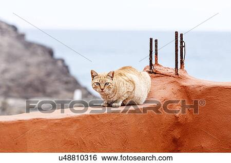 Stock Photograph - Red cat on a red wall, Fuerteventura, Canary Islands. Fotosearch