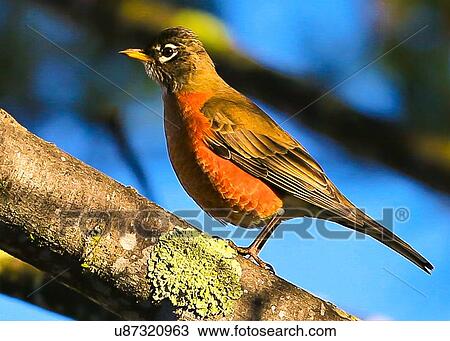 Robin View Large Photo Image Stock Image - Robin. Fotosearch