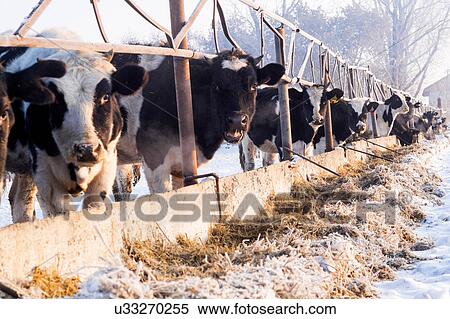 Row of cows at fence View Large Photo Image Stock Photography - Row of cows at fence. Fotosearch