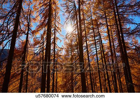 Picture - Scenic view, Schnalstal, South Tyrol, Italy. Fotosearch