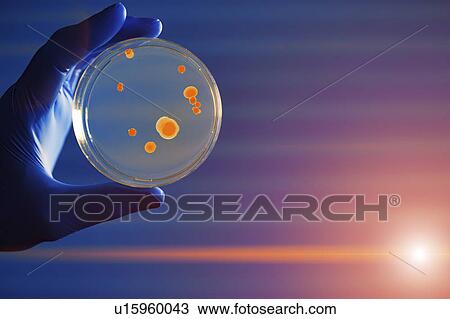 Stock Image - Scientist holding petri dish with bacteria. Fotosearch