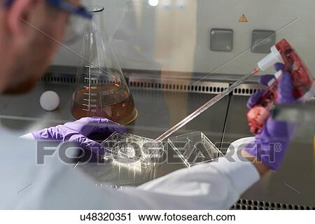 Stock Image - Scientist in laboratory using electronic pipette and multiwell plate. Fotosearch