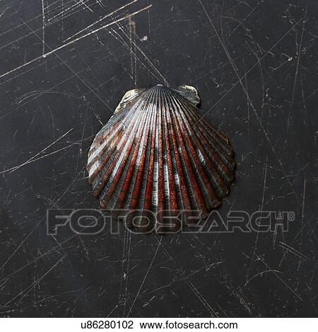 Seashell on dark surface View Large Photo Image Stock Image - Seashell on dark surface. Fotosearch