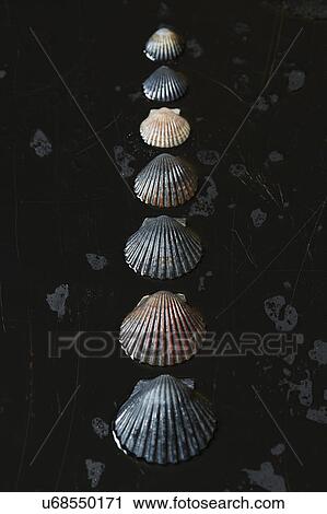 Seashells on dark surface View Large Photo Image Stock Image - Seashells on dark surface. Fotosearch