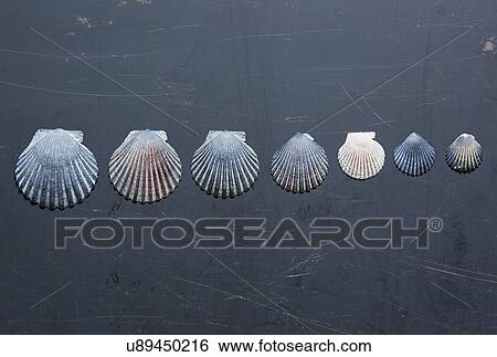 Seashells on dark surface View Large Photo Image Stock Photograph - Seashells on dark surface. Fotosearch