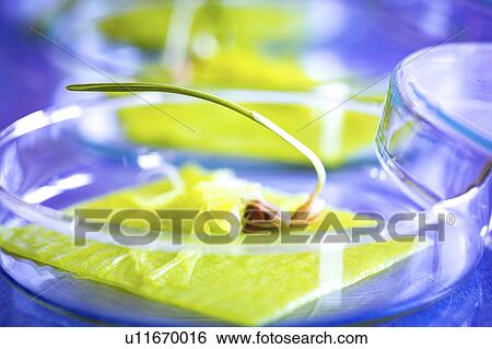 Stock Photograph - Seedling in a petri dish. Fotosearch