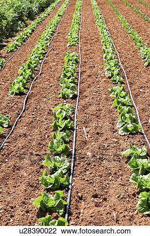 Stock Image - Seedlings growing in rows. Fotosearch
