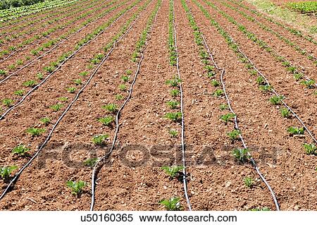 Stock Photography - Seedlings growing in rows. Fotosearch