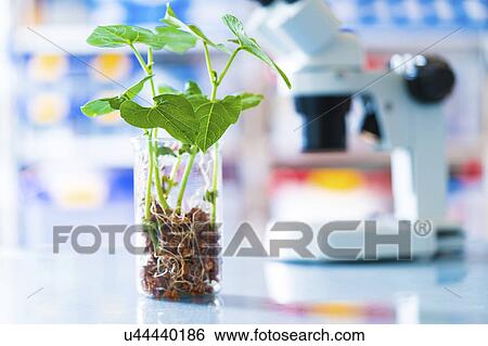 Stock Photograph - Seedlings in a beaker. Fotosearch