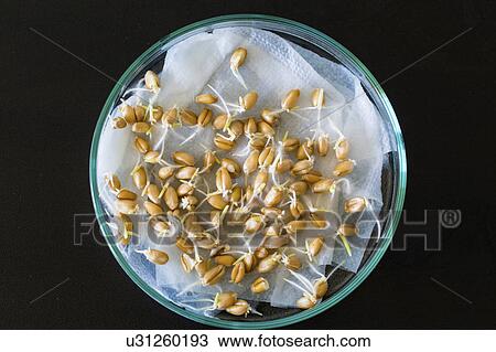 Stock Image - Seeds sprouting in a petri dish. Fotosearch