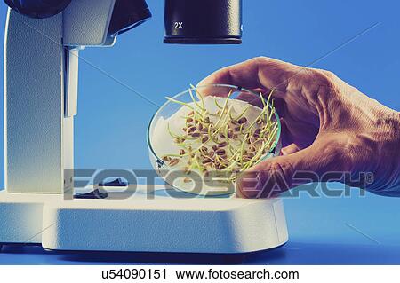 Seeds sprouting in a petri dish under a microscope View Large Photo Image Stock Image - Seeds sprouting in a petri dish under a microscope. Fotosearch