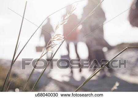 Stock Image - Shallow focus sunlit view of young adult friends strolling on beach, Western Cape, South Africa. Fotosearch