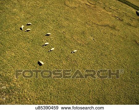 Sheep in field, overhead view, Schnalstal, South Tyrol, Italy View Large Photo Image Stock Photo - Sheep in field, overhead view, Schnalstal, South Tyrol, Italy. Fotosearch