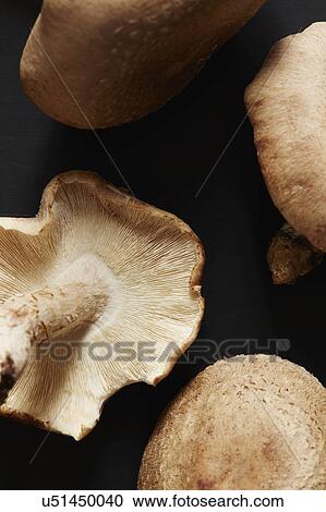 Stock Image - Shitake mushrooms. Fotosearch