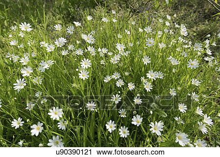 Stock Image - Small white flowers (Cerastium arvense). Fotosearch
