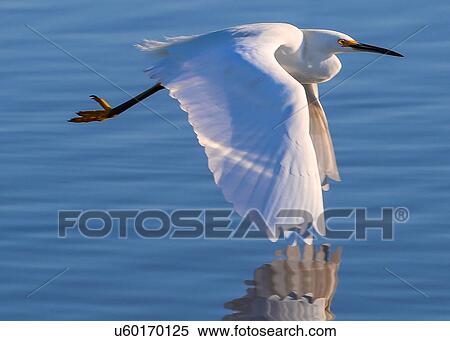 Snowy Egret View Large Photo Image Stock Photography - Snowy Egret. Fotosearch