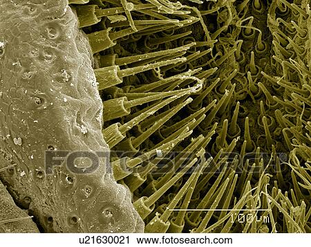 Stock Image - Spinerettes of orb-weaving spider. Fotosearch