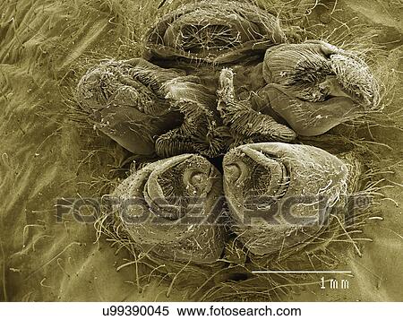 Stock Photography - Spinerettes of orb-weaving spider. Fotosearch