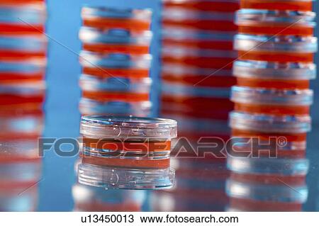 Stock Image - Stacks of petri dishes containing scientific samples. Fotosearch