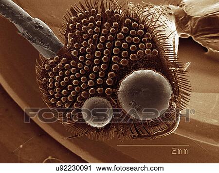 Stock Image - Sticky pads on front legs of male Dytiscidae beetle. Fotosearch