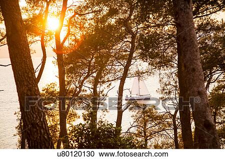 Sunset in coastal forest, Split, Dalmatia, Croatia View Large Photo Image Stock Image - Sunset in coastal forest, Split, Dalmatia, Croatia. Fotosearch