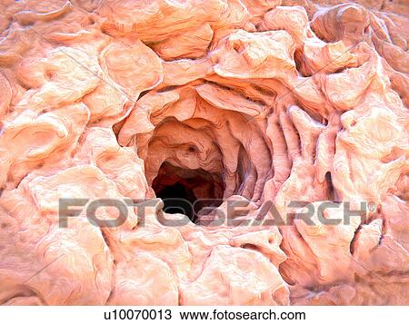 Sweat gland pore, illustration View Large Photo Image Stock Image - Sweat gland pore, illustration. Fotosearch