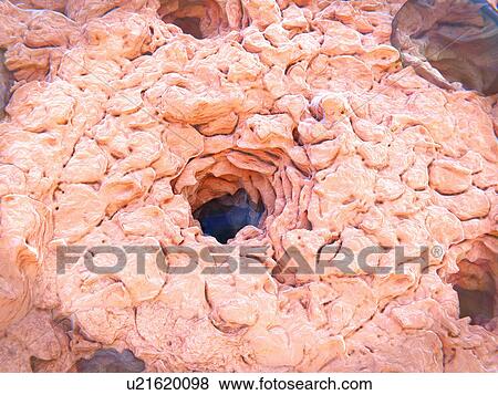 Stock Photo - Sweat gland pore, illustration. Fotosearch