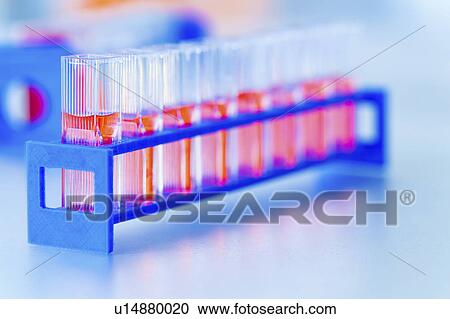 Stock Image - Test tubes containing liquid in a rack. Fotosearch