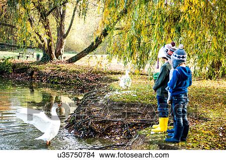 Three young boys, standing beside lake, watching goose in water View Large Photo Image Picture - Three young boys, standing beside lake, watching goose in water. Fotosearch