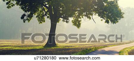 Tree in rural scene, panoramic View Large Photo Image Stock Image - Tree in rural scene, panoramic. Fotosearch
