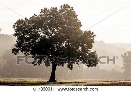 Stock Image - Tree in rural scene. Fotosearch