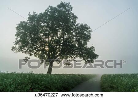 Stock Photo - Tree in the fog. Fotosearch