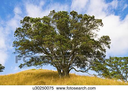 Stock Photography - Tree on hill. Fotosearch