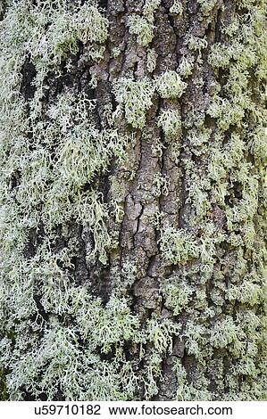 Tree trunk covered in moss View Large Photo Image Stock Image - Tree trunk covered in moss. Fotosearch
