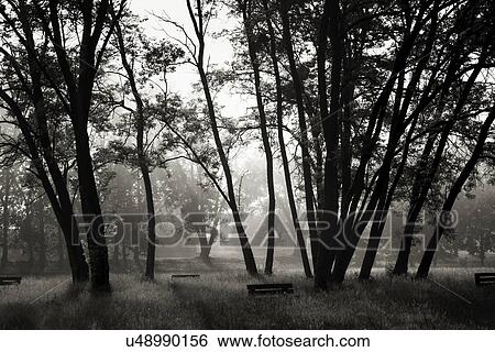 Stock Photograph - Trees in the fog, black and white. Fotosearch