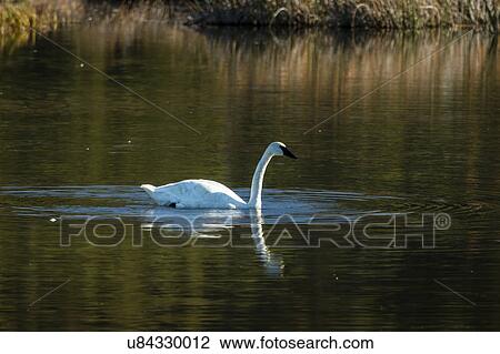 Stock Image - Trumpet Swan floating on lake in Alaska, south of Anchorage. Fotosearch