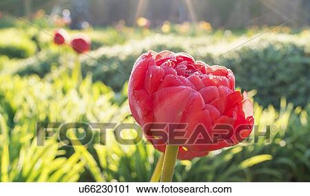 Tulip View Large Photo Image Stock Image - Tulip. Fotosearch