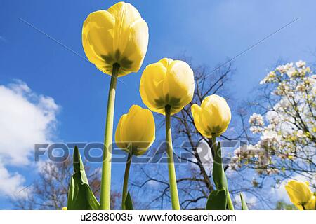 Tulips View Large Photo Image Stock Photography - Tulips. Fotosearch
