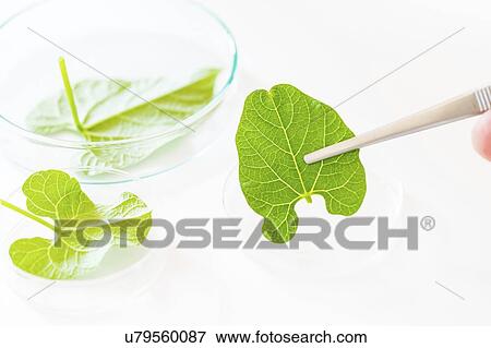 Stock Photo - Tweezers holding plant leaf. Fotosearch