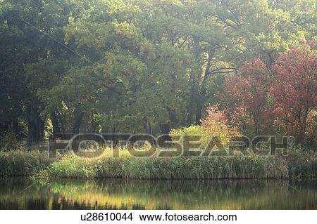 Ukraine, Dnepropetrovsk region, Novomoskovsk district, Lush foliage by lake View Large Photo Image Picture - Ukraine, Dnepropetrovsk region, Novomoskovsk district, Lush foliage by lake. Fotosearch