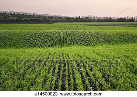 Ukraine, Dnepropetrovsk region, Novomoskovsk district, Plants growing in field View Large Photo Image Stock Image - Ukraine, Dnepropetrovsk region, Novomoskovsk district, Plants growing in field. Fotosearch