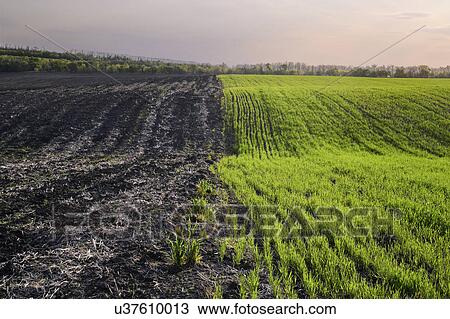 Stock Image - Ukraine, Dnepropetrovsk region, Novomoskovsk district, Agricultural fields. Fotosearch