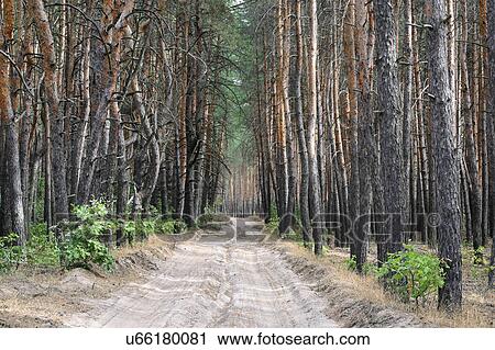 Stock Image - Ukraine, Dnepropetrovsk region, Novomoskovsk district, Dirt road in forest. Fotosearch