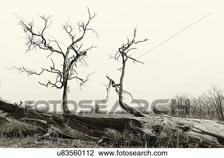 Stock Image - Ukraine, Dnepropetrovsk region, Novomoskovsk district, Bear branches of dead tree. Fotosearch