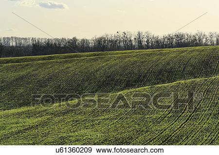 Ukraine, Dnepropetrovsk region, Novomoskovsk district, Green fields View Large Photo Image Stock Photo - Ukraine, Dnepropetrovsk region, Novomoskovsk district, Green fields. Fotosearch