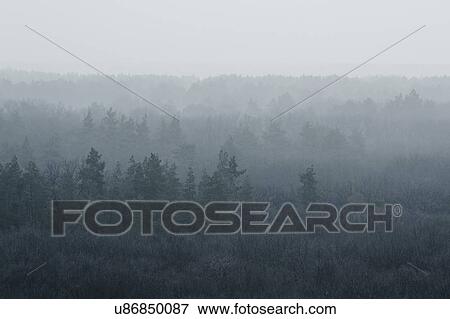 Stock Photo - Ukraine, Dnepropetrovsk region, Novomoskovsk district, Forest covered in fog. Fotosearch