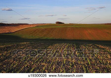 Ukraine, Dnepropetrovsk region, Novomoskovsk district, Plants growing in field View Large Photo Image Stock Photograph - Ukraine, Dnepropetrovsk region, Novomoskovsk district, Plants growing in field. Fotosearch