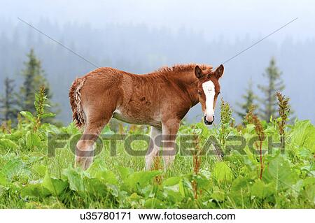 Stock Image - Ukraine, Ivano-Frankivsk region, Verkhovyna district, Carpathians, Chernohora, Young horse in mountain pasture. Fotosearch