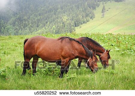 Stock Image - Ukraine, Ivano-Frankivsk region, Verkhovyna district, Carpathians, Chernohora, Horses in mountain pasture. Fotosearch